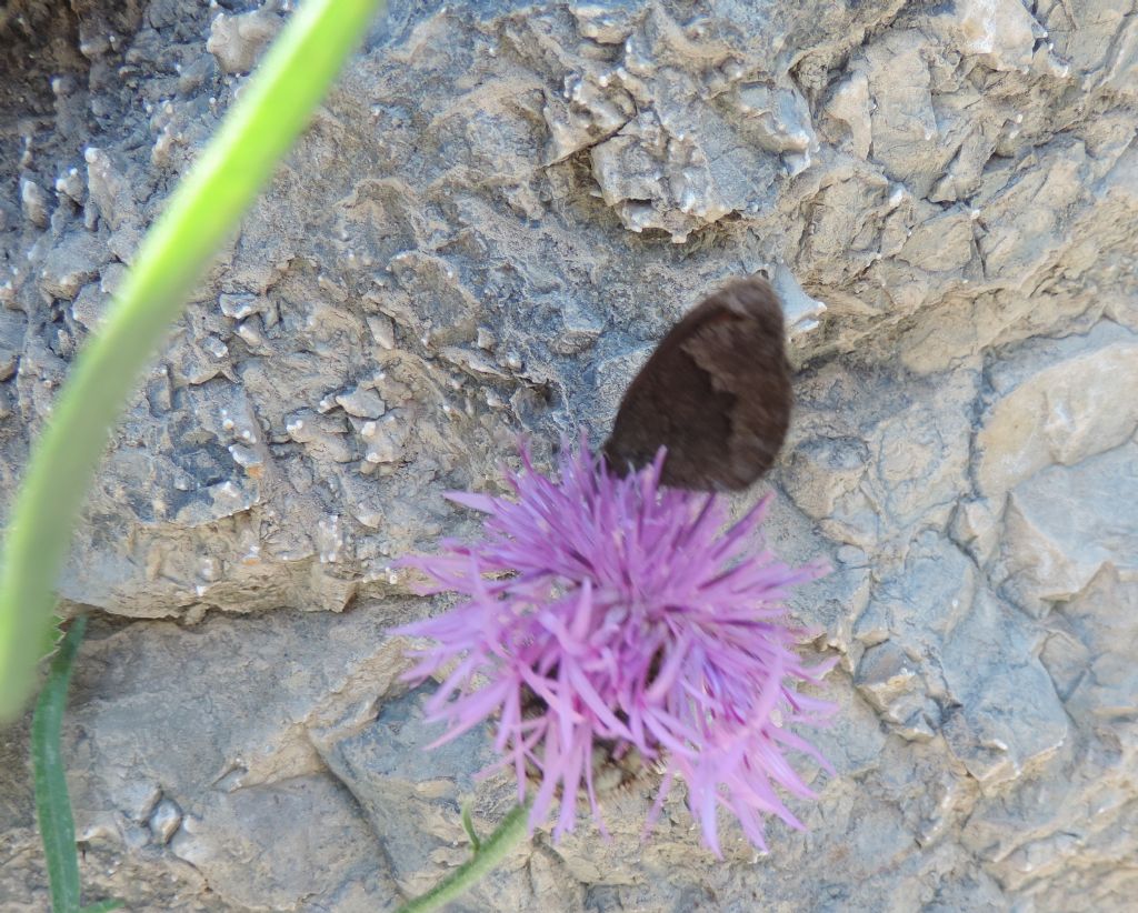 Erebia neoridas ad alta quota?  S